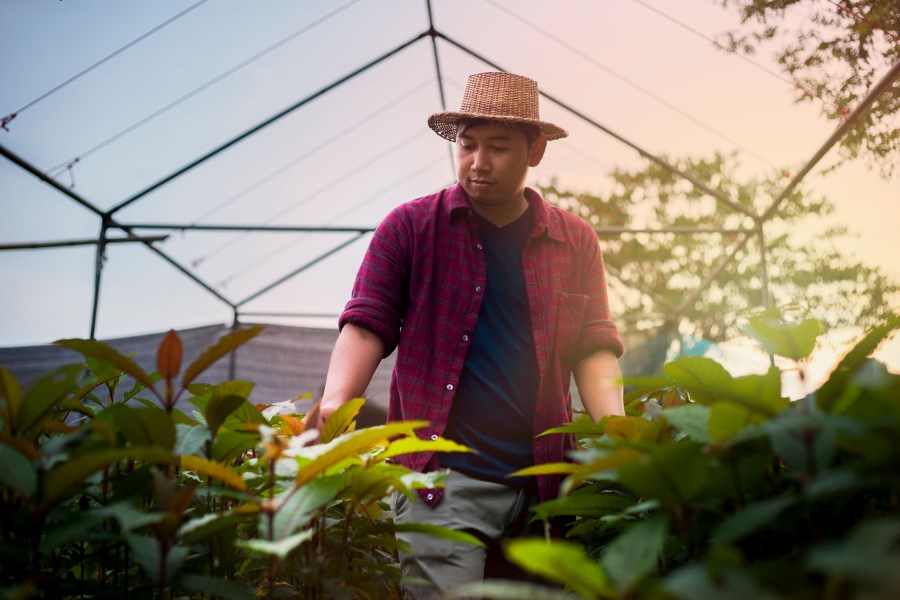 A Thai farmer wearing a red shirt and hat is exploring a garden of kratom.